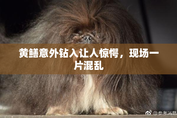 黄鳝意外钻入让人惊愕，现场一片混乱