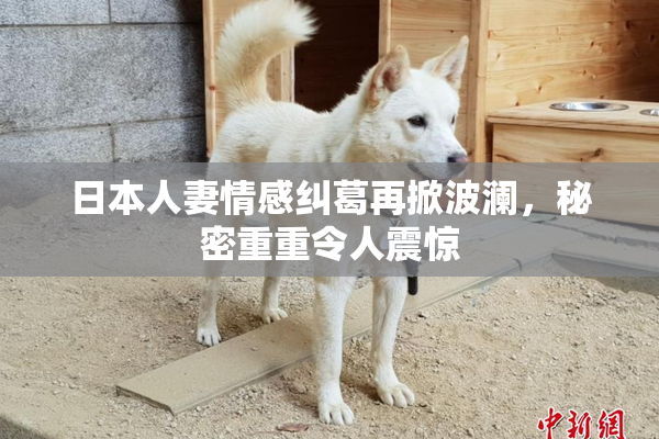 日本人妻情感纠葛再掀波澜，秘密重重令人震惊