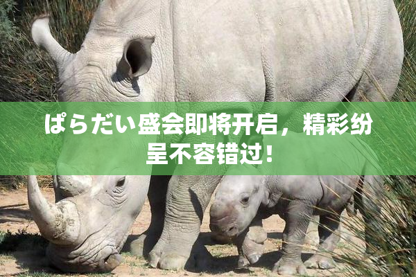 ぱらだい盛会即将开启，精彩纷呈不容错过！