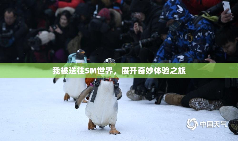 我被送往SM世界，展开奇妙体验之旅