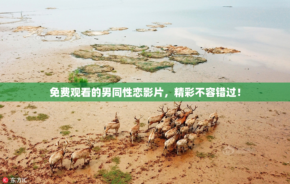 免费观看的男同性恋影片，精彩不容错过！