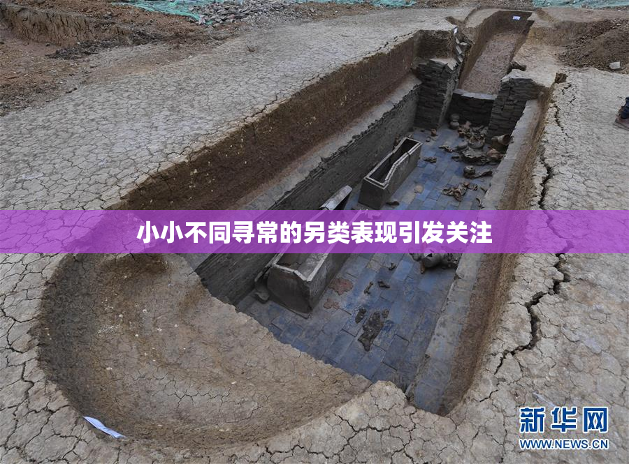 小小不同寻常的另类表现引发关注