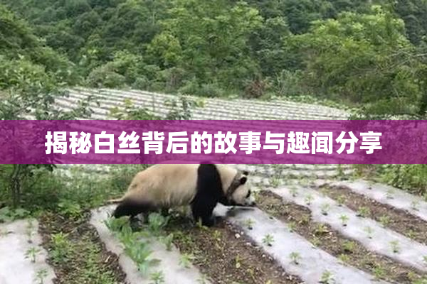 揭秘白丝背后的故事与趣闻分享