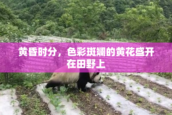 黄昏时分，色彩斑斓的黄花盛开在田野上