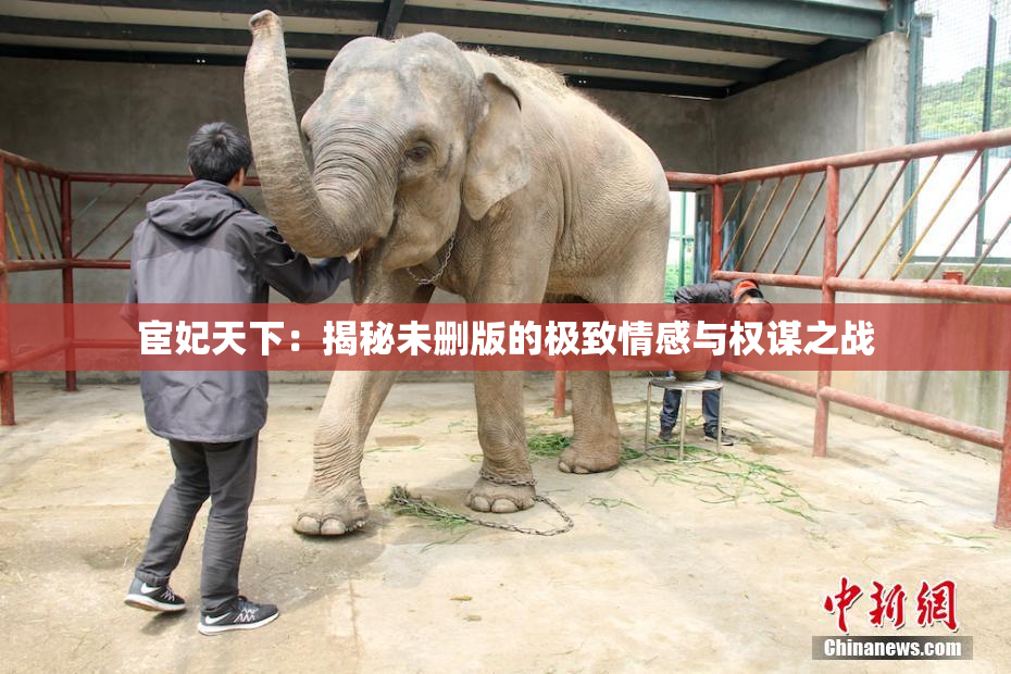 宦妃天下：揭秘未删版的极致情感与权谋之战