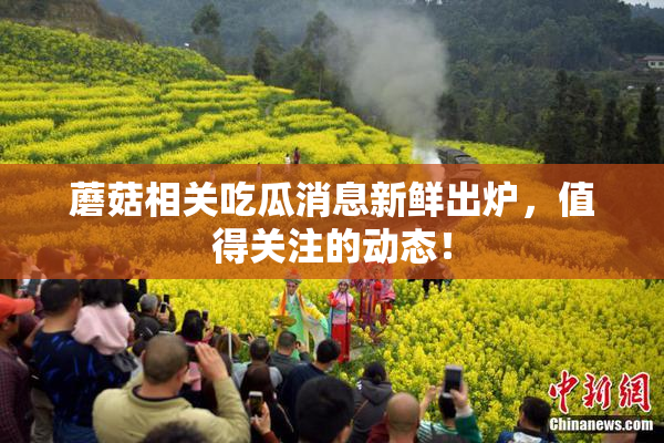 蘑菇相关吃瓜消息新鲜出炉，值得关注的动态！