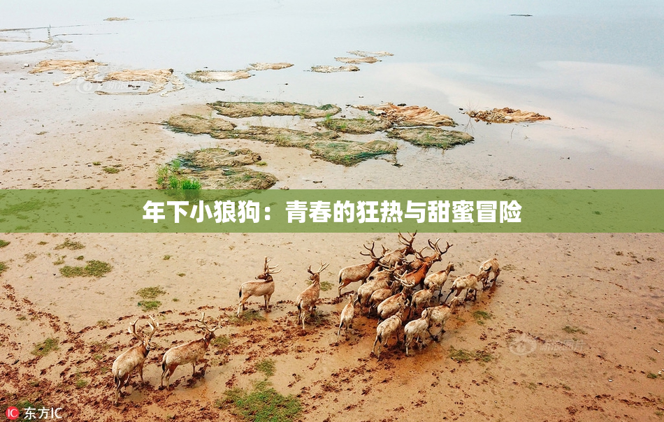 年下小狼狗：青春的狂热与甜蜜冒险