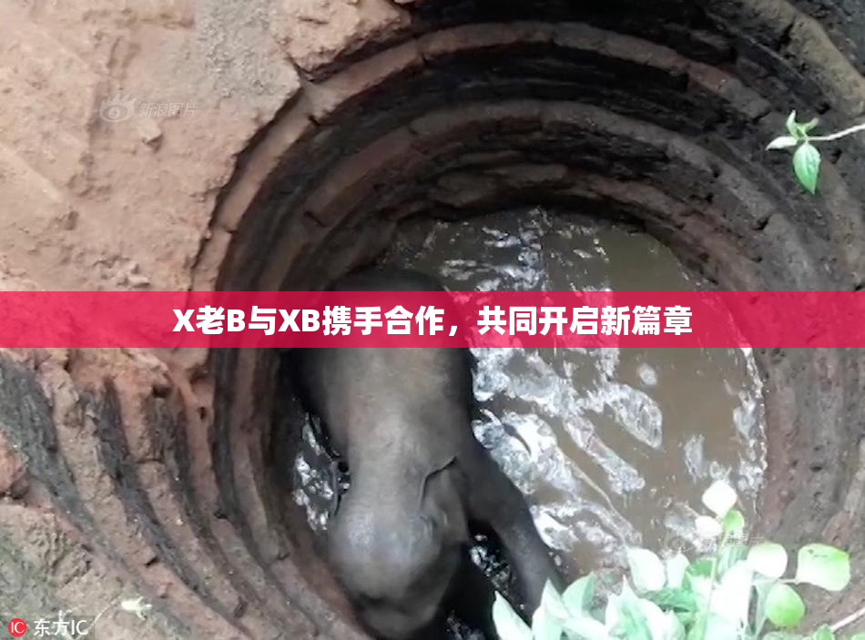 X老B与XB携手合作，共同开启新篇章