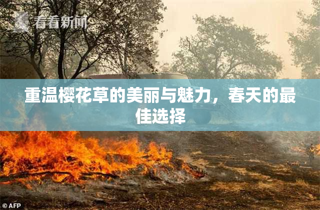 重温樱花草的美丽与魅力，春天的最佳选择