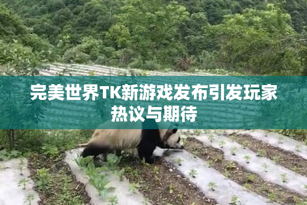 完美世界TK新游戏发布引发玩家热议与期待