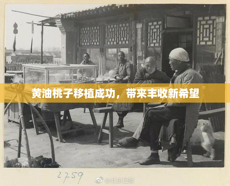 黄油桃子移植成功，带来丰收新希望