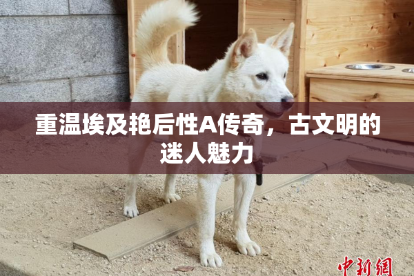 重温埃及艳后性A传奇，古文明的迷人魅力
