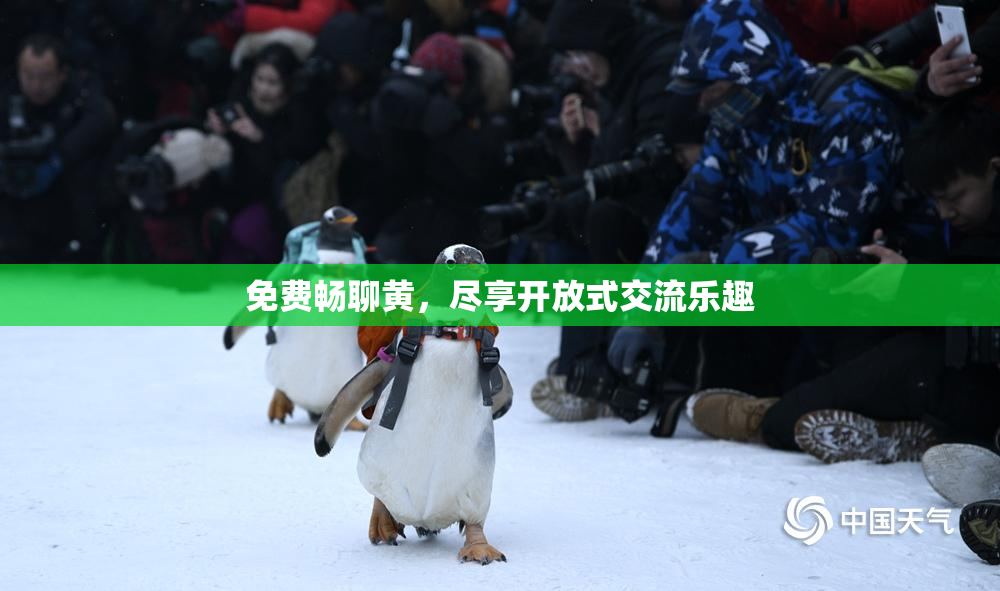 免费畅聊黄，尽享开放式交流乐趣