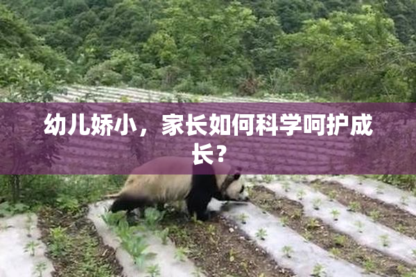 幼儿娇小，家长如何科学呵护成长？