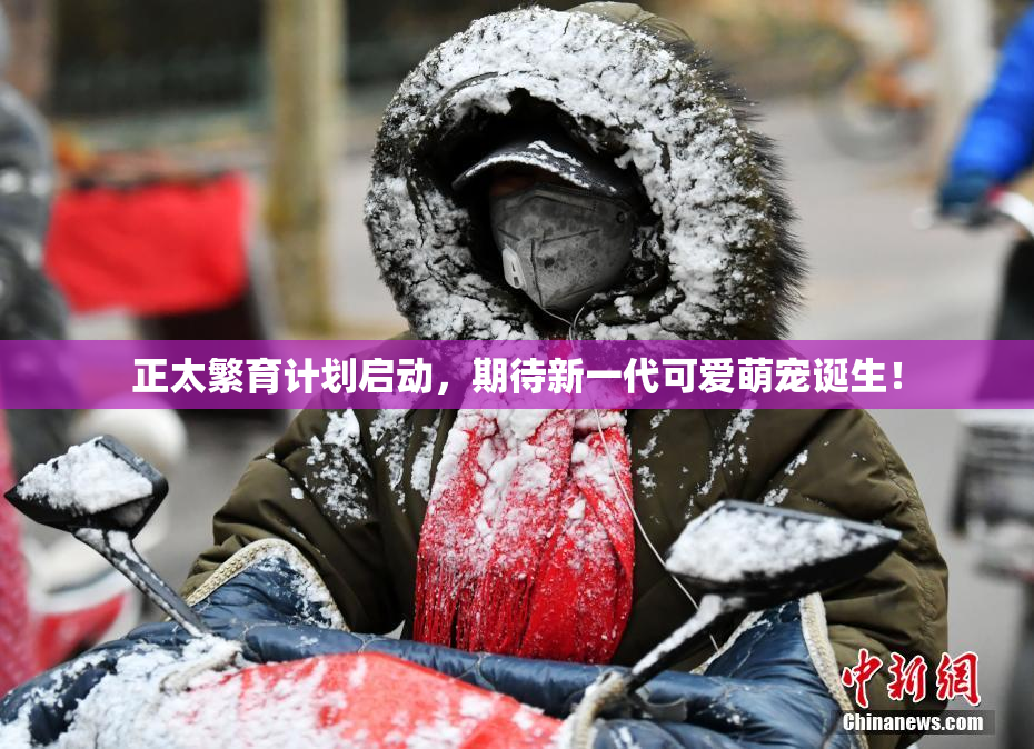 正太繁育计划启动，期待新一代可爱萌宠诞生！