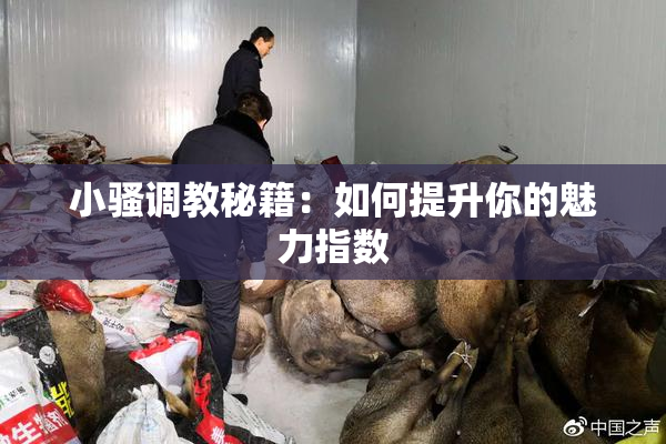 小骚调教秘籍：如何提升你的魅力指数