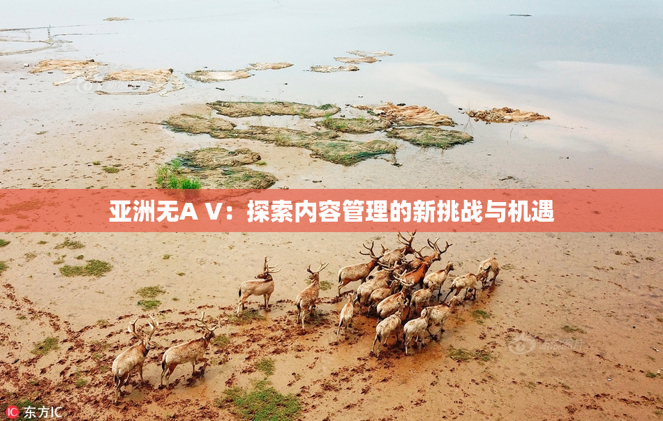 亚洲无A V：探索内容管理的新挑战与机遇