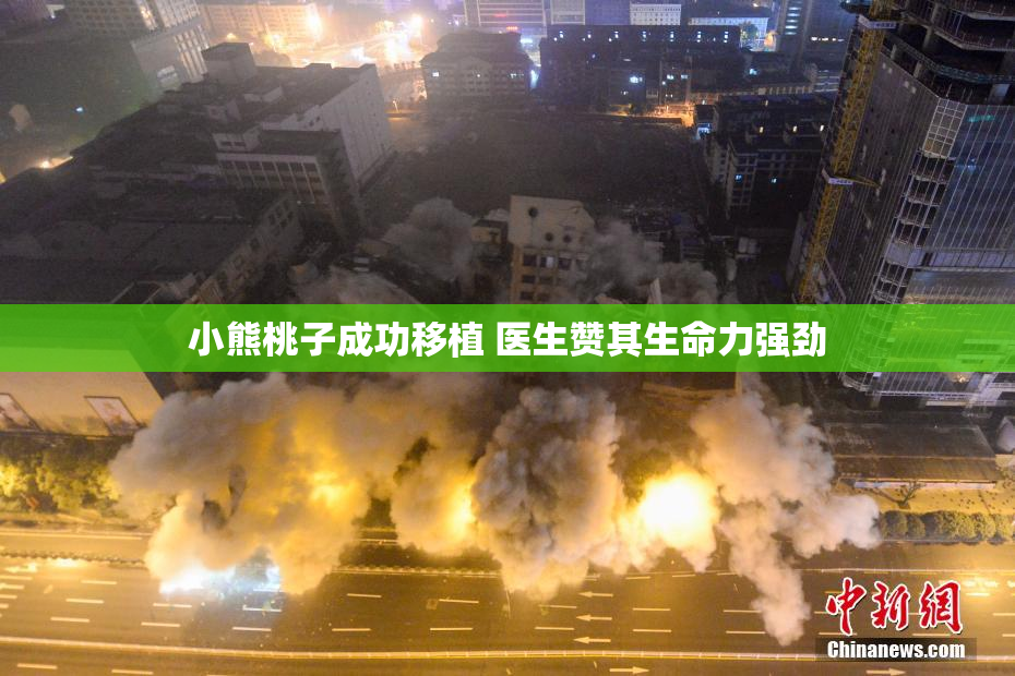 小熊桃子成功移植 医生赞其生命力强劲