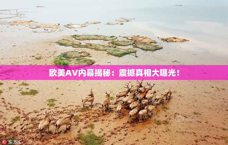 欧美AV内幕揭秘：震撼真相大曝光！