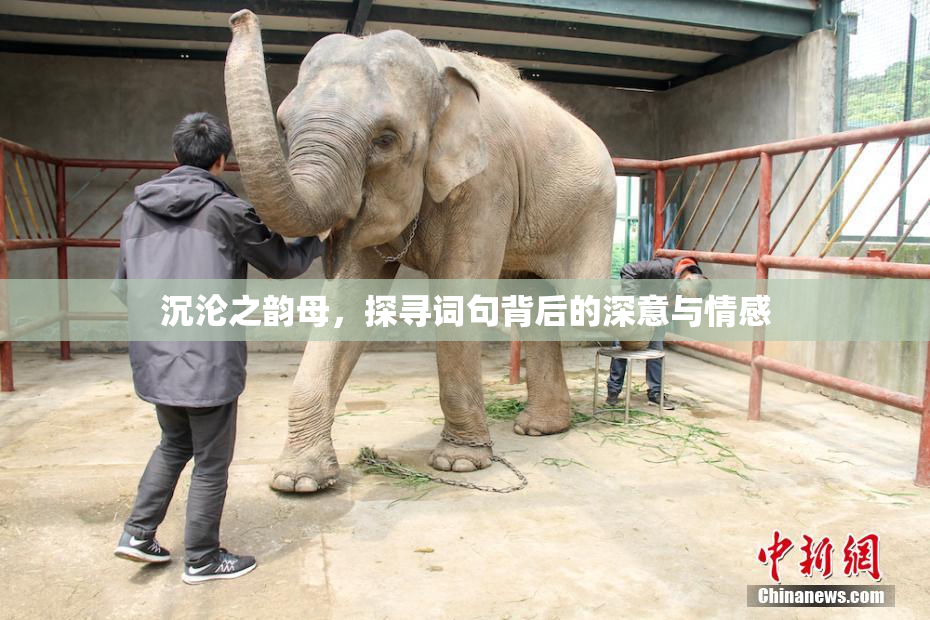 沉沦之韵母，探寻词句背后的深意与情感
