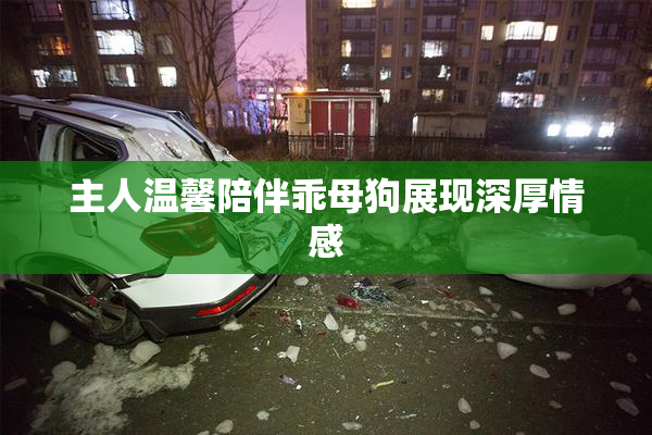 主人温馨陪伴乖母狗展现深厚情感
