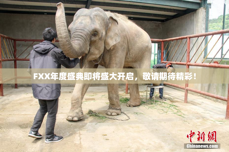FXX年度盛典即将盛大开启，敬请期待精彩！