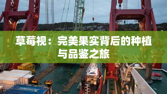 草莓视：完美果实背后的种植与品鉴之旅