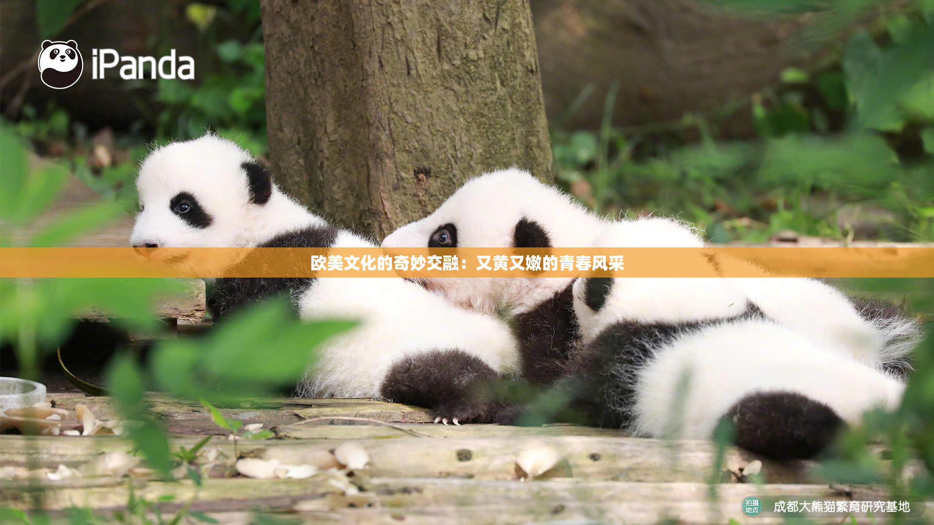 欧美文化的奇妙交融：又黄又嫩的青春风采