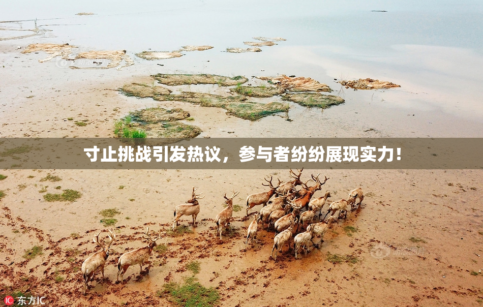 寸止挑战引发热议，参与者纷纷展现实力！