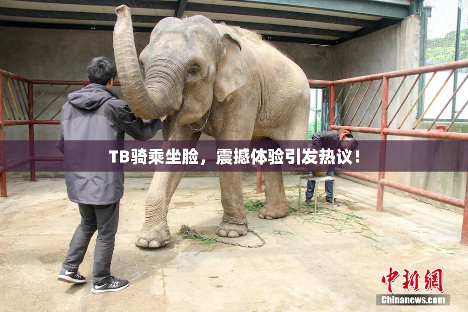 TB骑乘坐脸，震撼体验引发热议！