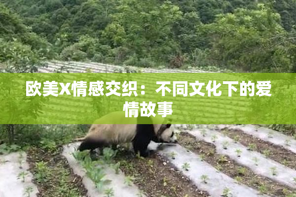 欧美X情感交织：不同文化下的爱情故事