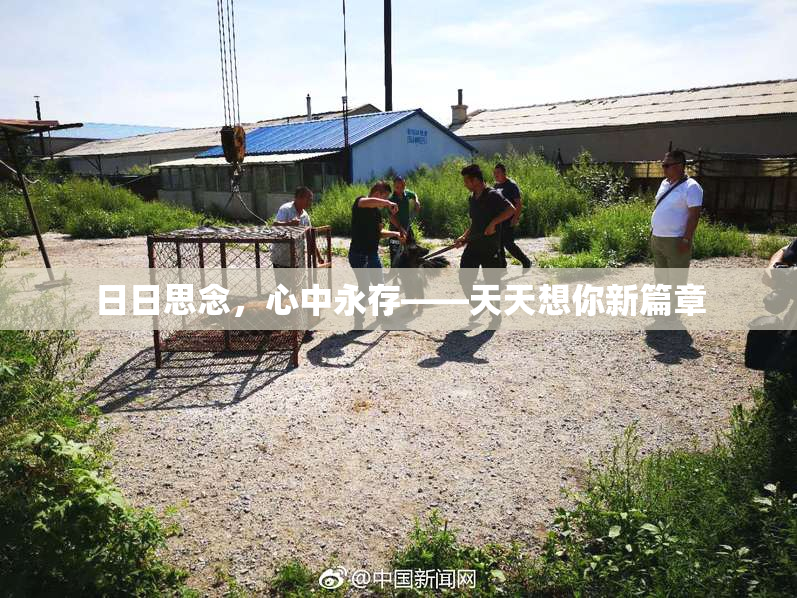 日日思念，心中永存——天天想你新篇章