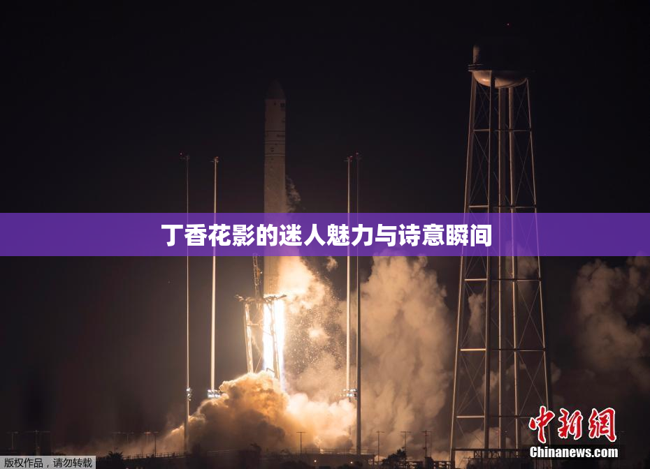 丁香花影的迷人魅力与诗意瞬间