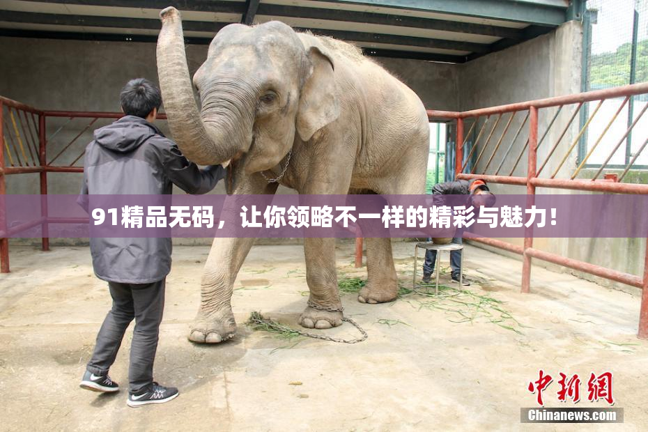 91精品无码，让你领略不一样的精彩与魅力！
