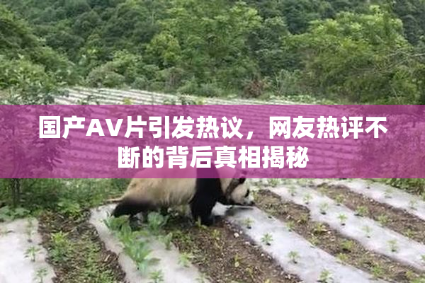 国产AV片引发热议，网友热评不断的背后真相揭秘