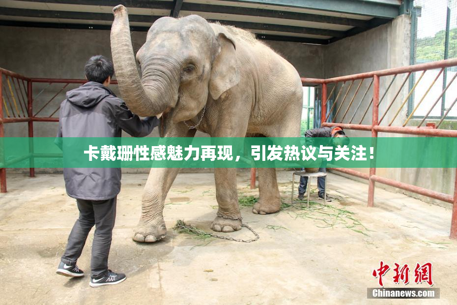卡戴珊性感魅力再现，引发热议与关注！