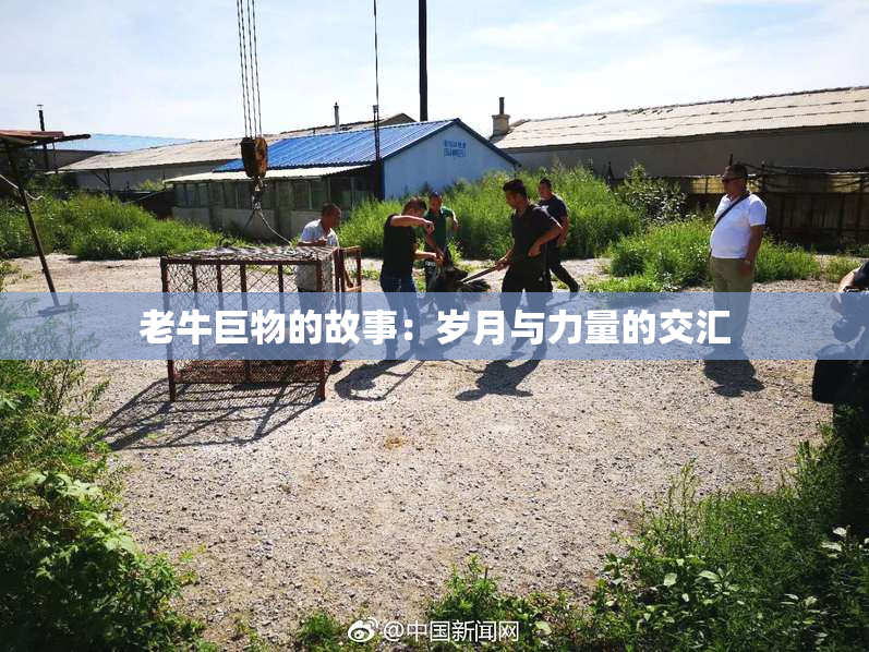 老牛巨物的故事：岁月与力量的交汇