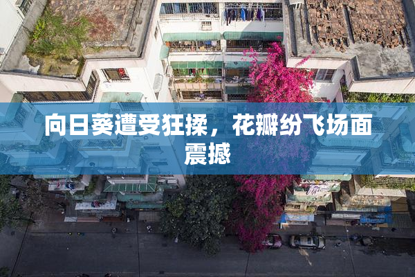 向日葵遭受狂揉，花瓣纷飞场面震撼