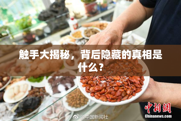 触手大揭秘，背后隐藏的真相是什么？
