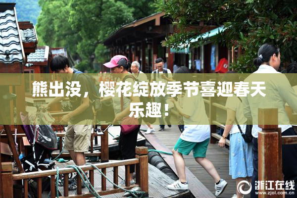 熊出没，樱花绽放季节喜迎春天乐趣！