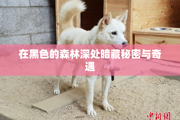 在黑色的森林深处暗藏秘密与奇遇