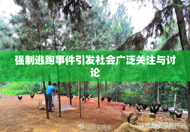强制逃跑事件引发社会广泛关注与讨论