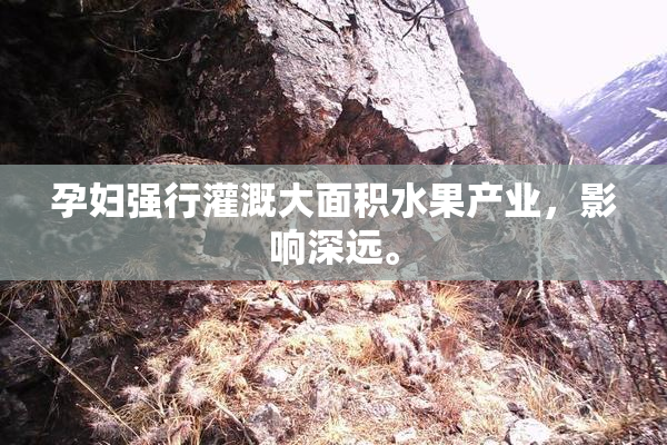 孕妇强行灌溉大面积水果产业，影响深远。