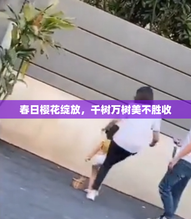 春日樱花绽放，千树万树美不胜收