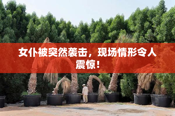 女仆被突然袭击，现场情形令人震惊！