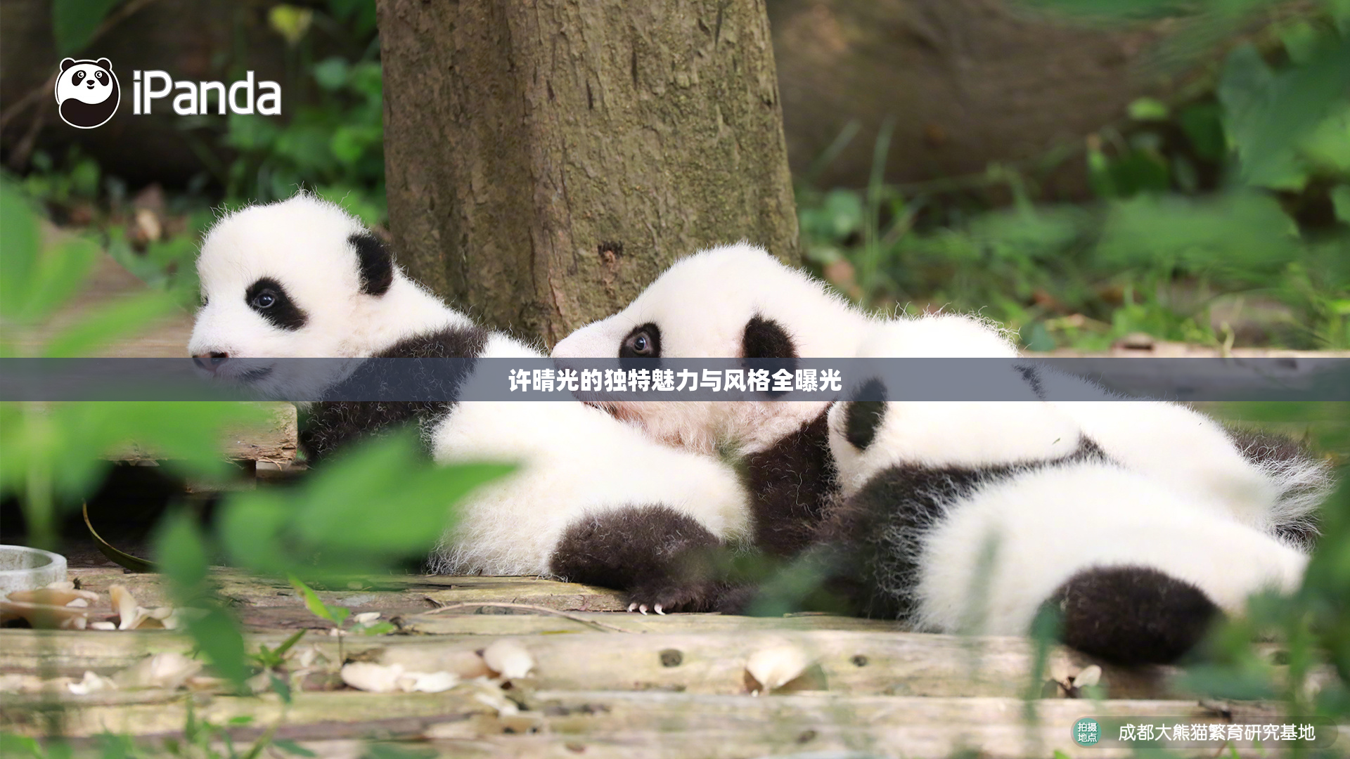 许晴光的独特魅力与风格全曝光