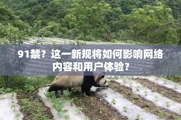 91禁？这一新规将如何影响网络内容和用户体验？