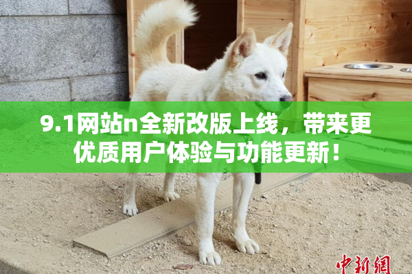 9.1网站n全新改版上线，带来更优质用户体验与功能更新！