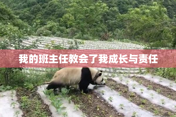 我的班主任教会了我成长与责任