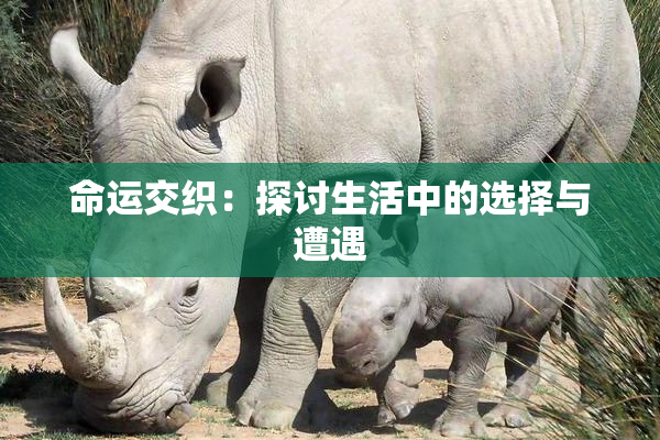命运交织：探讨生活中的选择与遭遇